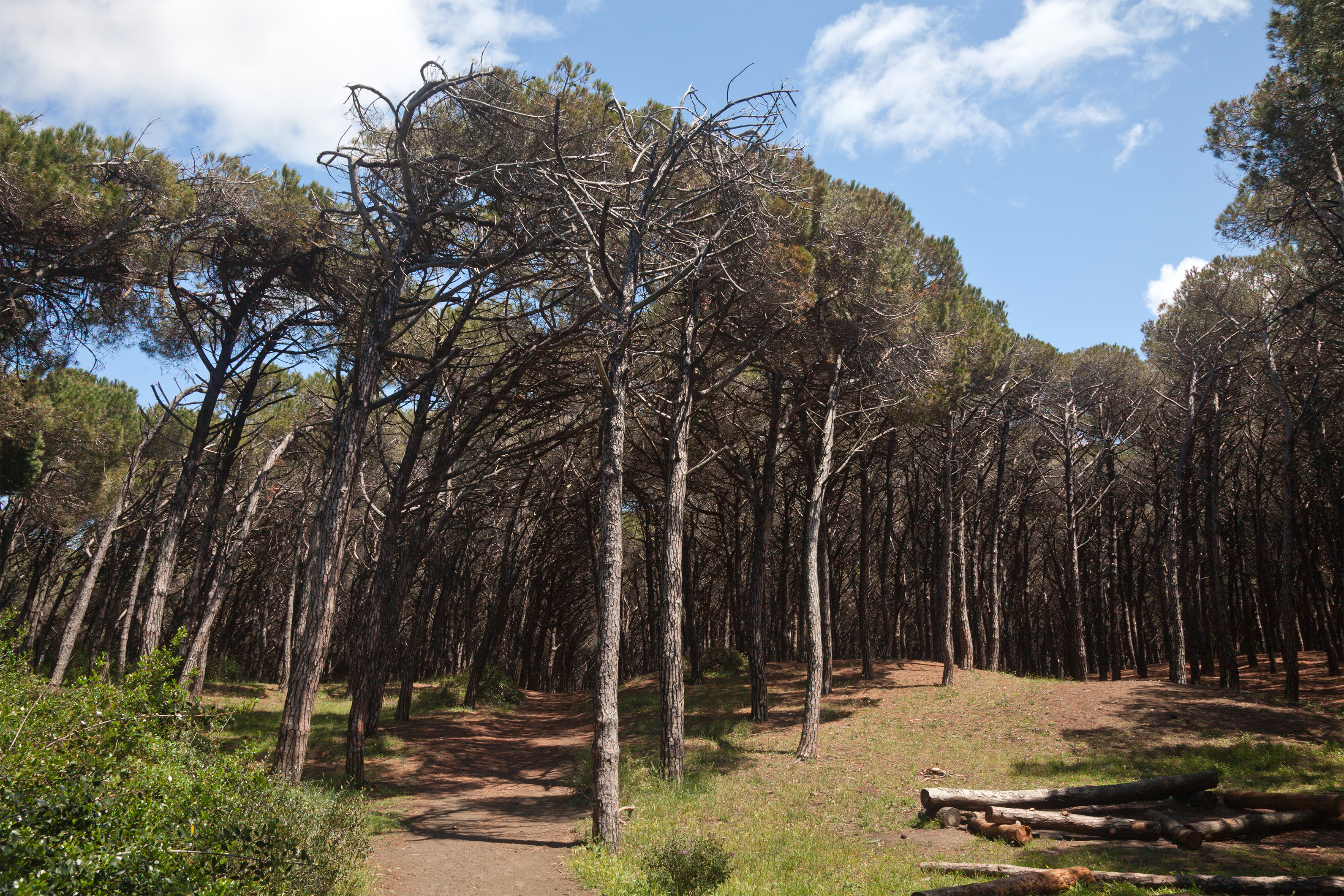 Pinewood at Cecina